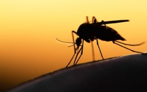 Mosquito