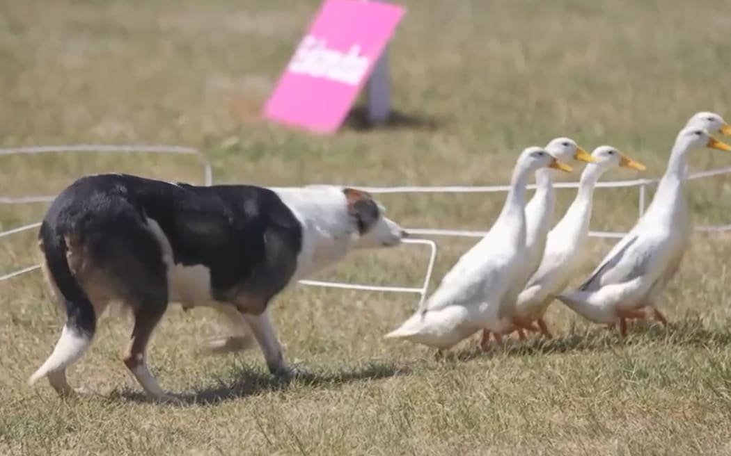 Duck clearance herding dog