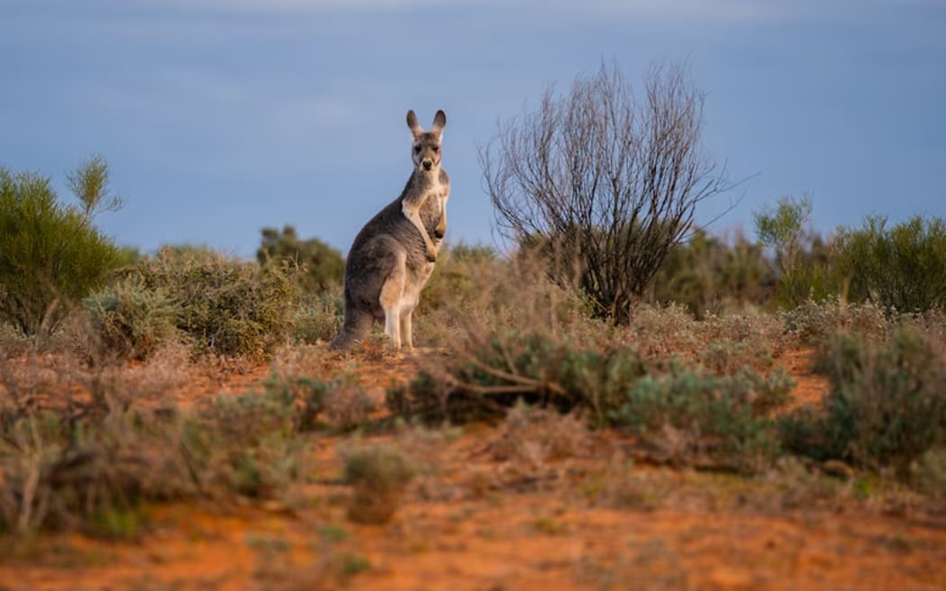 Government estimates suggest there are over 32 million kangaroos in Australia.