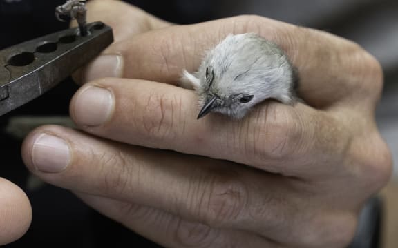 A tiny pōpokotea whitehead being banded before release into Bushy Park Tarapuruhi.