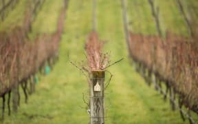 Joelle Thompson talks wine
