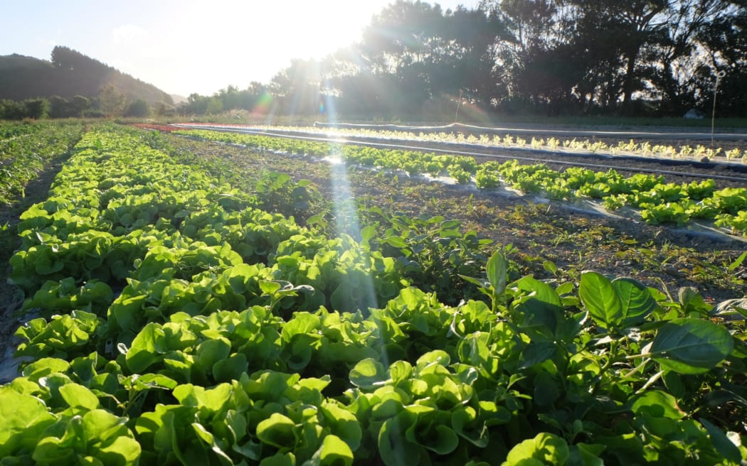 It is currently being farmed under licence by a number of organic growers, some of whom are looking to retire in 2026.
