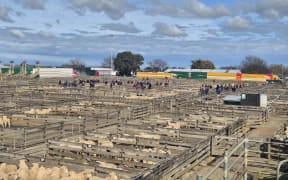 More than 50,000 cattle and 450,000 sheep are auctioned off annually at the Feilding saleyards.
