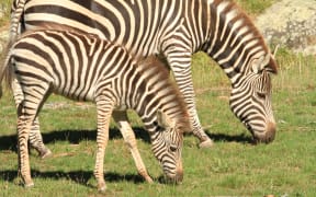 Zebra foal with mum.