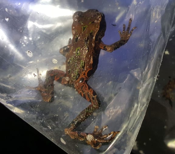Archey's frogs come in a variety of colours, including brown, green and even orange, with gold flecking.