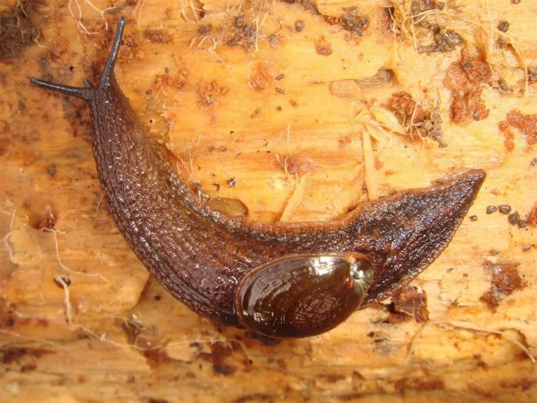 The Paua Slug - Schizoglossa novoseelandica