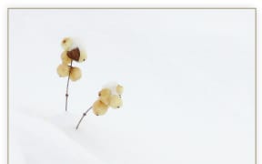 Snowberries