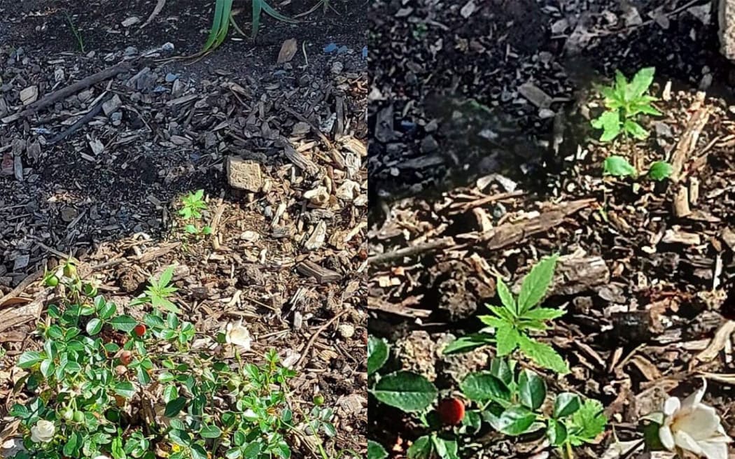Cannabis seedlings spotted growing in the rose gardens of Parliament grounds