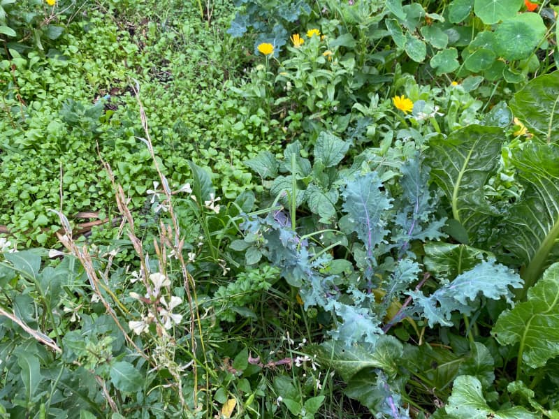 Vegetables and herbs are self seeding, with a minimum of management: light green miner's lettuce is just beginning to emerge behind a seedhead of rocket, alongside wild kale, silverbeet, calendula and borage.