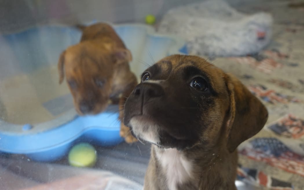 Government has announced funding to try to curb rife uncontrolled dog breeding in Auckland and Northland. Dog, dogs, puppy generic