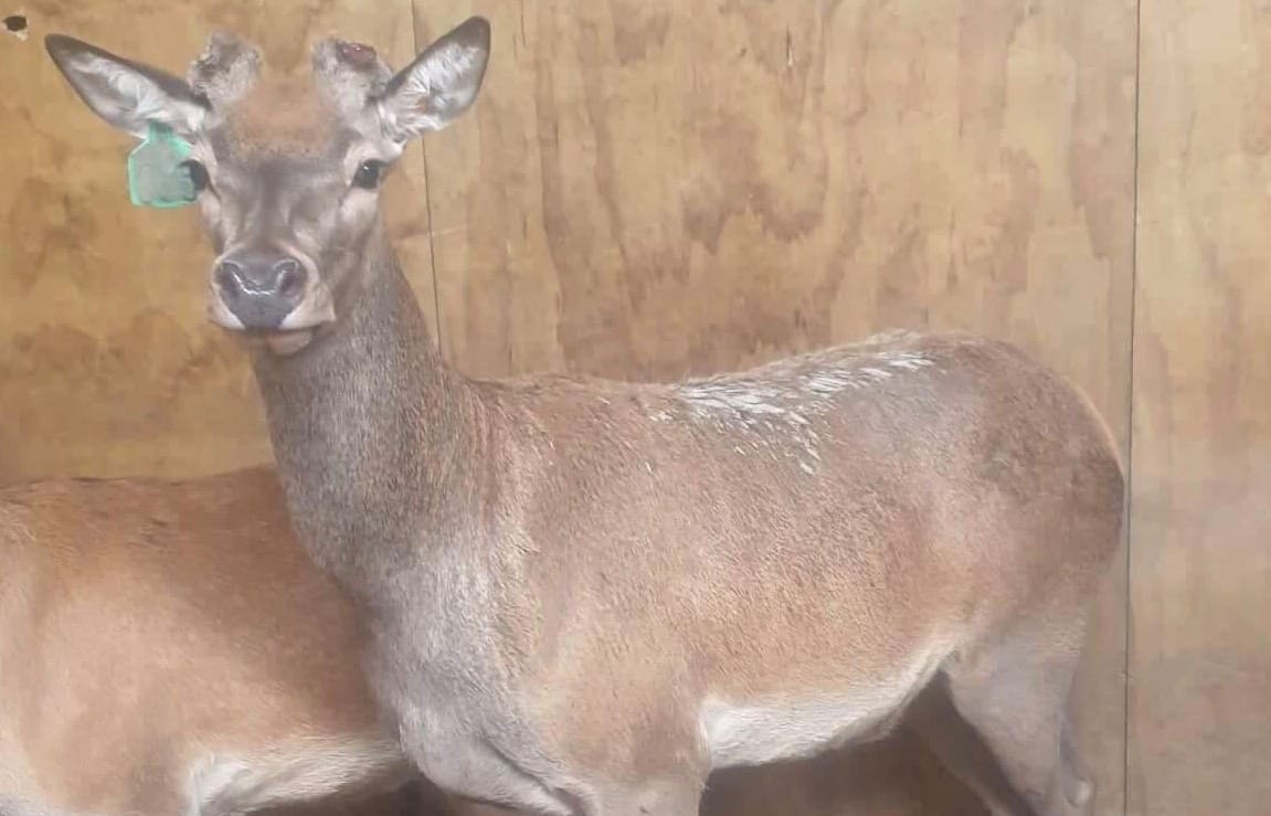 The velvet breeding stag that sold for $102,000.