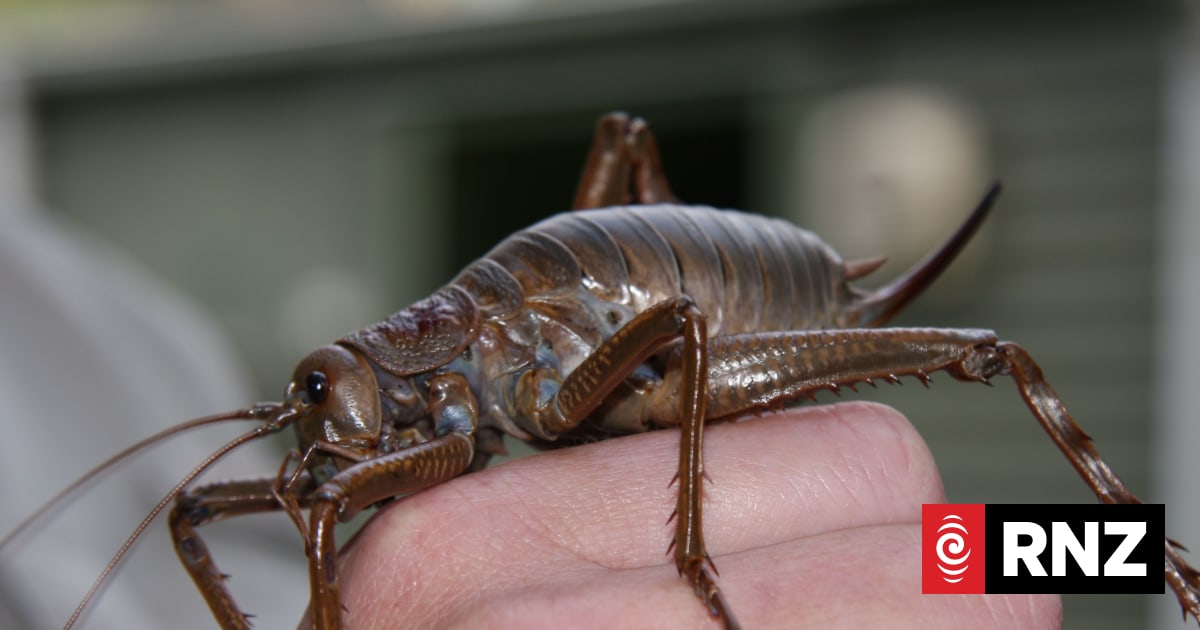 New home for giant weta | RNZ