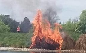 The duck was burned during a controlled burnoff of weeds.