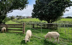 Mount Albert Grammar School's farm has ewes, lambs, chickens, dairy cows, calves, a woolshed and sheep pens, as well as a veggie garden and kiwifruit crops.