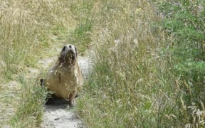 A sea lion moves quickly down a path near Smaills Beach yesterday.