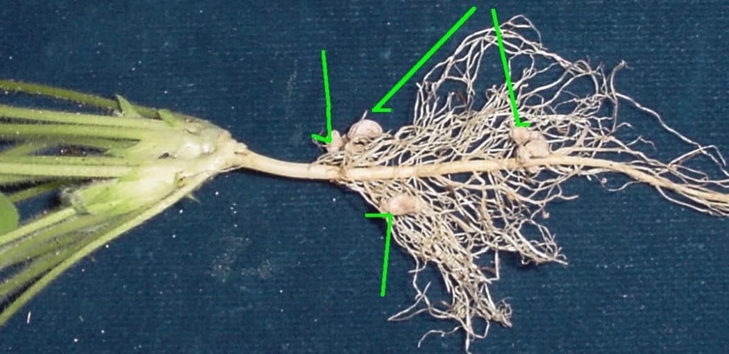 Clover root nodules
