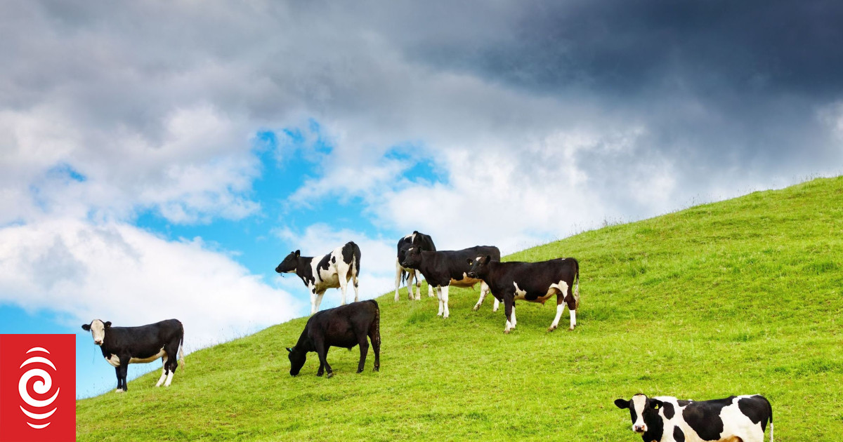 NFP says Fiji govt must rehabilitate dairy farming | RNZ News