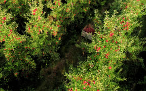 Apple orchard