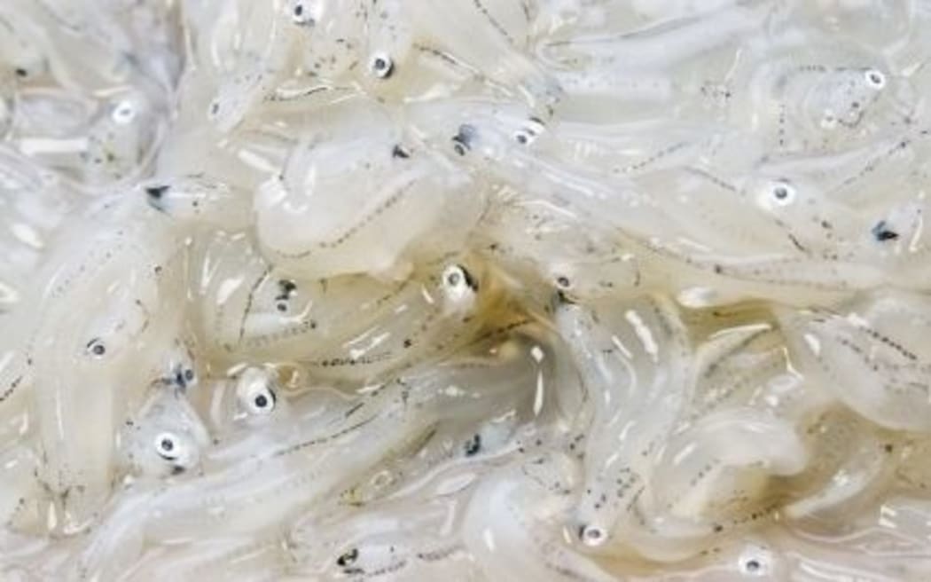 Whitebait