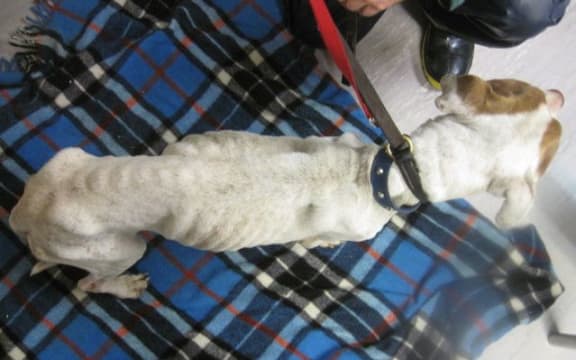 The dog had to be put down due to behavioural  problems.
