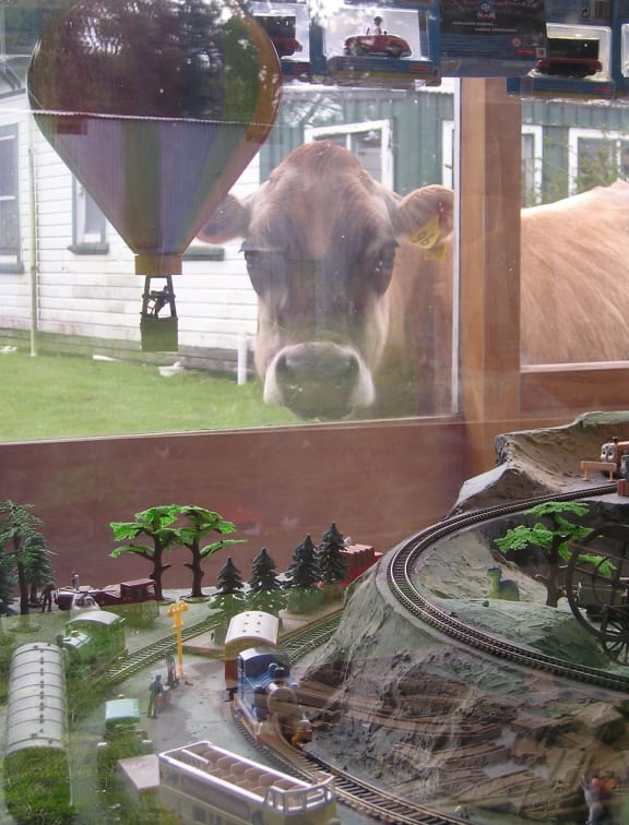 One of Biddy Fraser-Davies' cows.