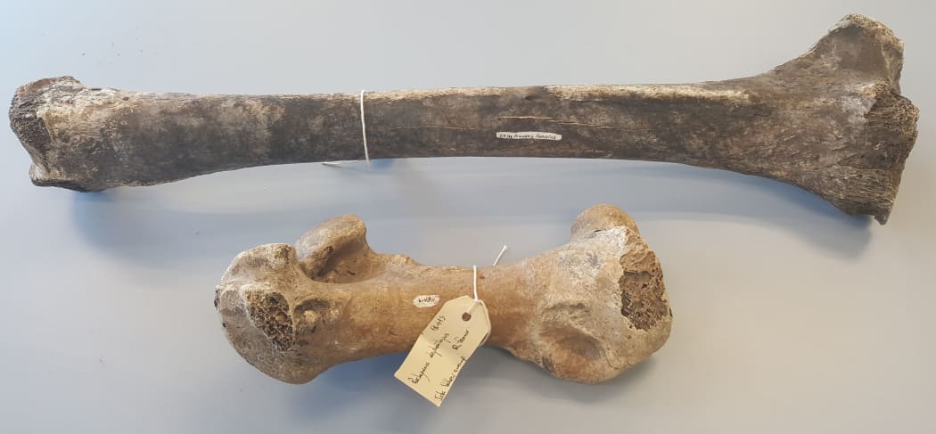These two large leg bones from moa are easy to identify.