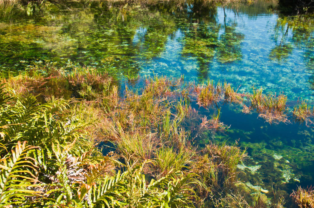 Pupu springs