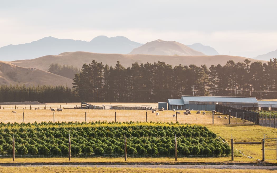Cultivation at Puro's Kēkerengū farm on the Kaikōura Coast.