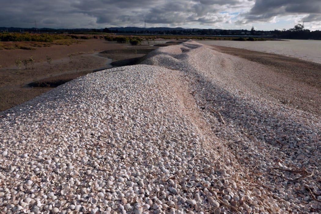 Motu Manawa is also known as Pollen Island, named after Daniel Pollen who bought the island to extract cockle shells to make lime for his brickmaking factory.