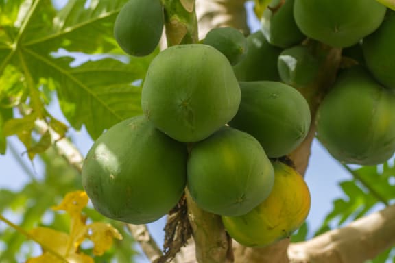 Fijian Paw Paw