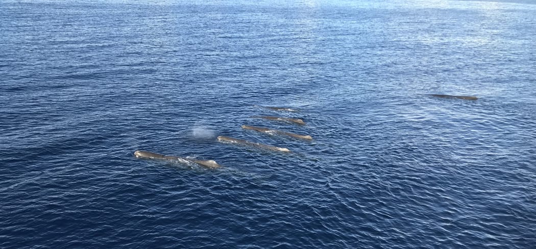 A newly recognised group of Northland sperm whales rest at the surface, looking like "wrinkled submarines."