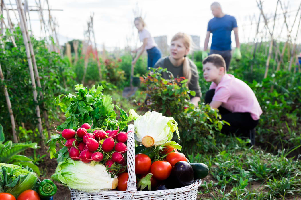 Freshly picked vegetables and greens in wicker basket in garden on background with working adults and children. Successful family gardening concept