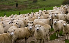 Sheep in a paddock