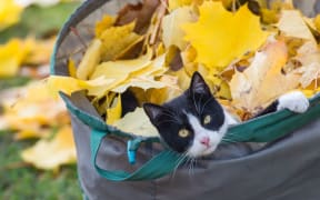 A cat sits in a bag filled with colourful leaves in a garden in Sieversdorf, Germany, 01 November 2015. Photo: Patrick Pleul/dpa