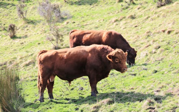 bulls grazing