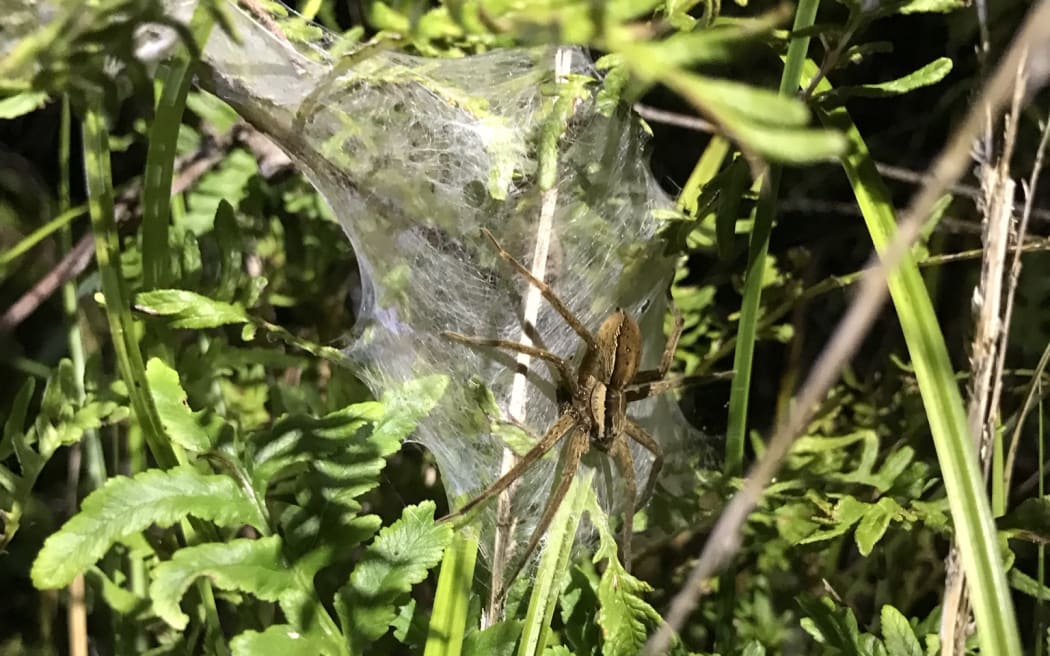 A headtorch lights up a patch of grass and ferns on which is a large nusery web woven by a large brown female spider that is sitting on top of the web.