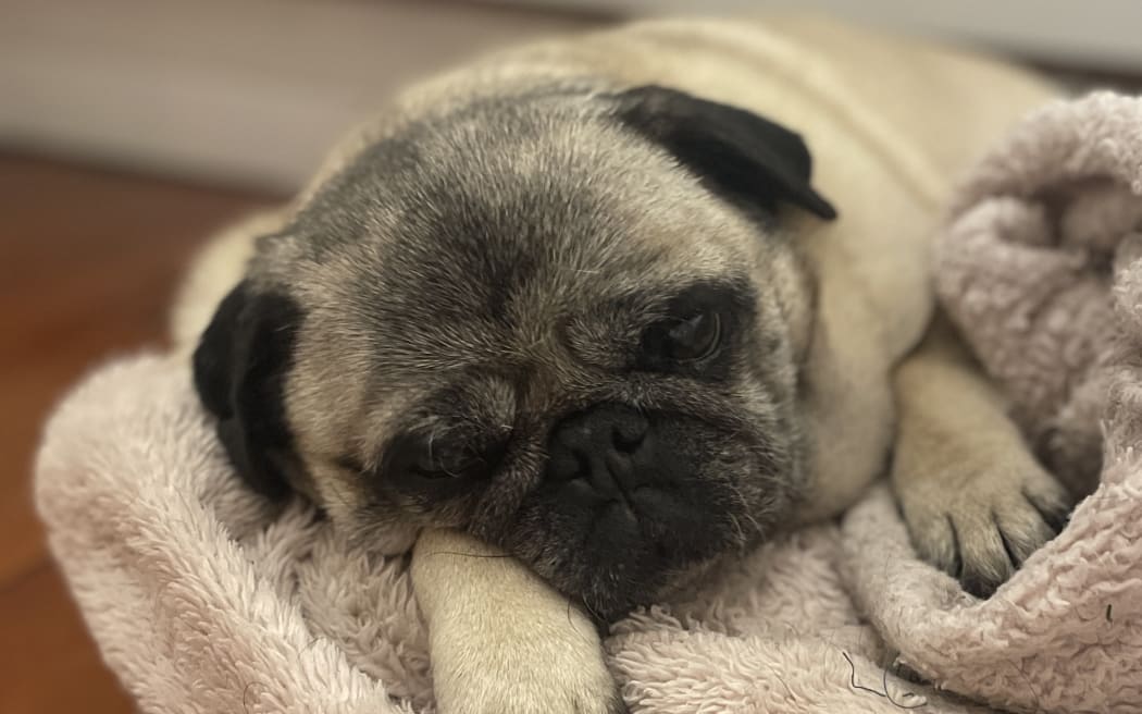 Chicco relaxing and enjoying the pet concert.
