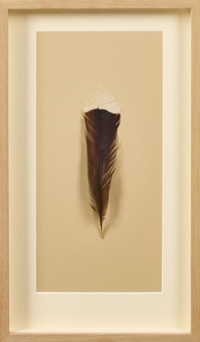 huia feather