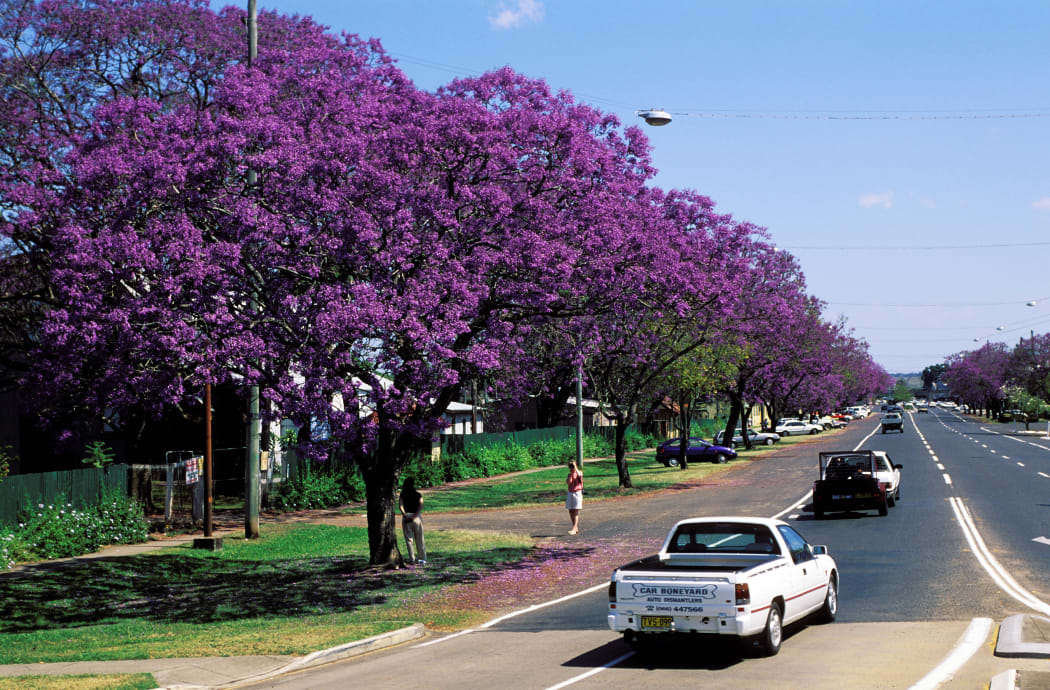 Australia, New South Wales, Grafton, little town located on Pacific Highway, famous for its mauve jacarandas
