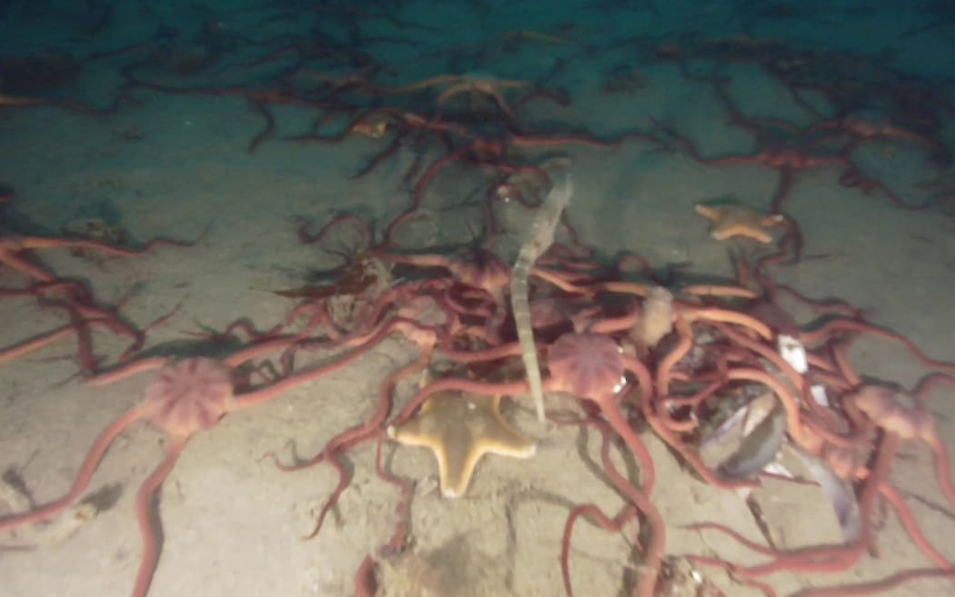 Seabed under New Zealand King Salmon's Te Pangu Bay farm which was deemed non-compliant.