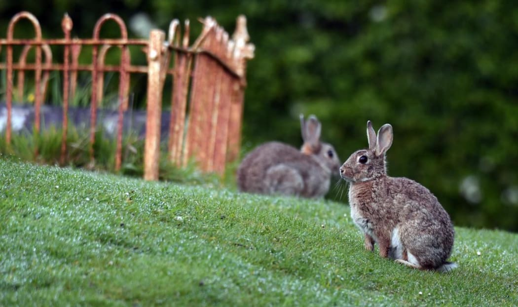 Rabbits at the Otakou Maori Cemetery yesterday.