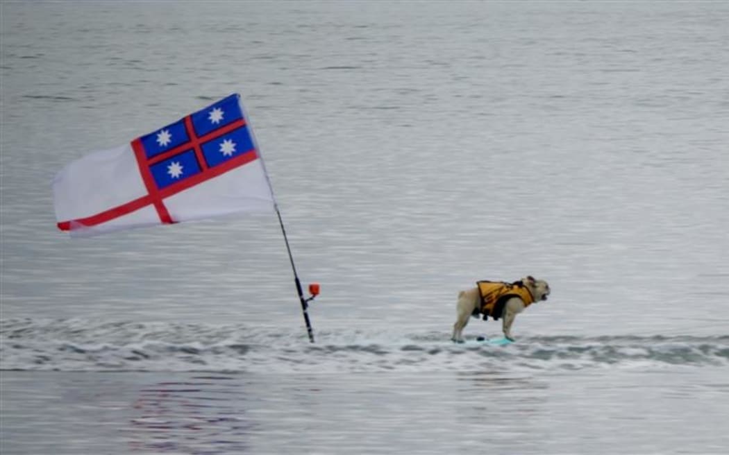 Bosco - known famously in Paihia as the ‘surfer dog’ - has made an appearance at Waitangi in the Bay of Islands.