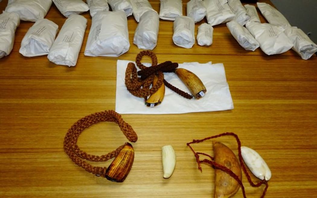 Whale's teeth or tabua returned by NZ to Fiji.