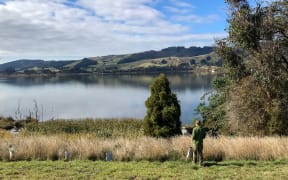 A wide shot of a man standing at the edge of a grassy open area, where the grass becomes long and thick with trees as it extends down down the edge of a glassy lake. Hills are visible in the background beneath a sunny sky with fluffy clouds. The man has his back to the camera and is wearing khaki pants and a green top.