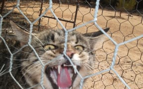 Feral cat caught at Mt Gibson
