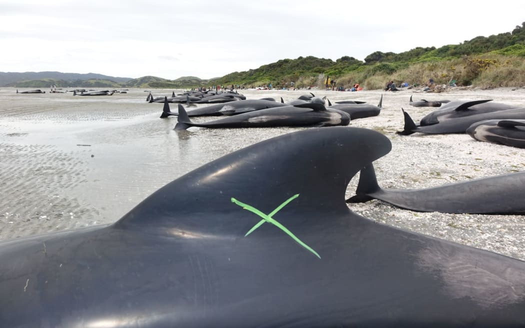Dozens of whales were unable to be saved.