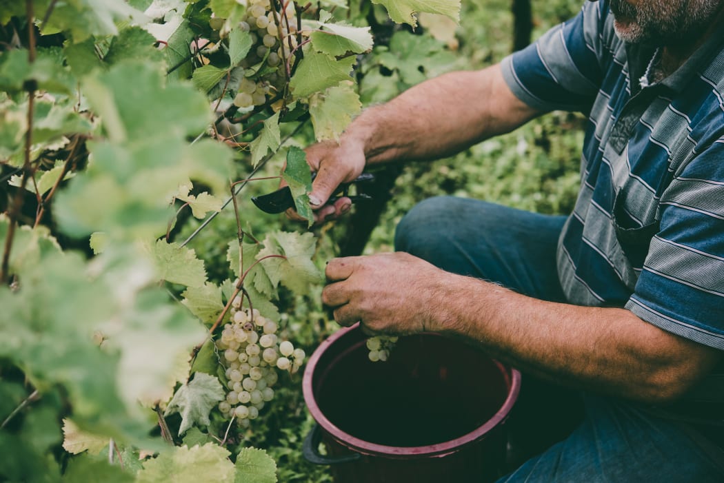 Farmer harvesting in vine yard.