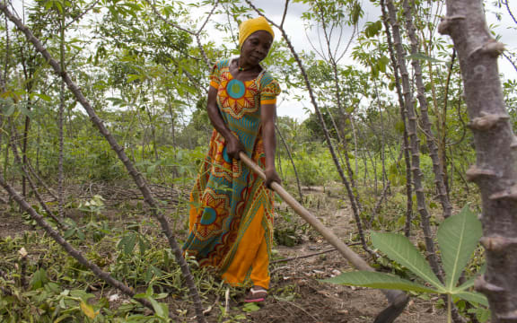 Woman works in her cassava field in Mkuranga, Tanzania.