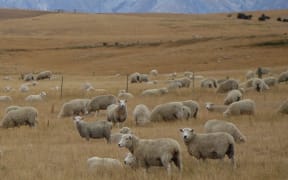 Dry paddocks near Ranfurly and Kyeburn in Maniototo.