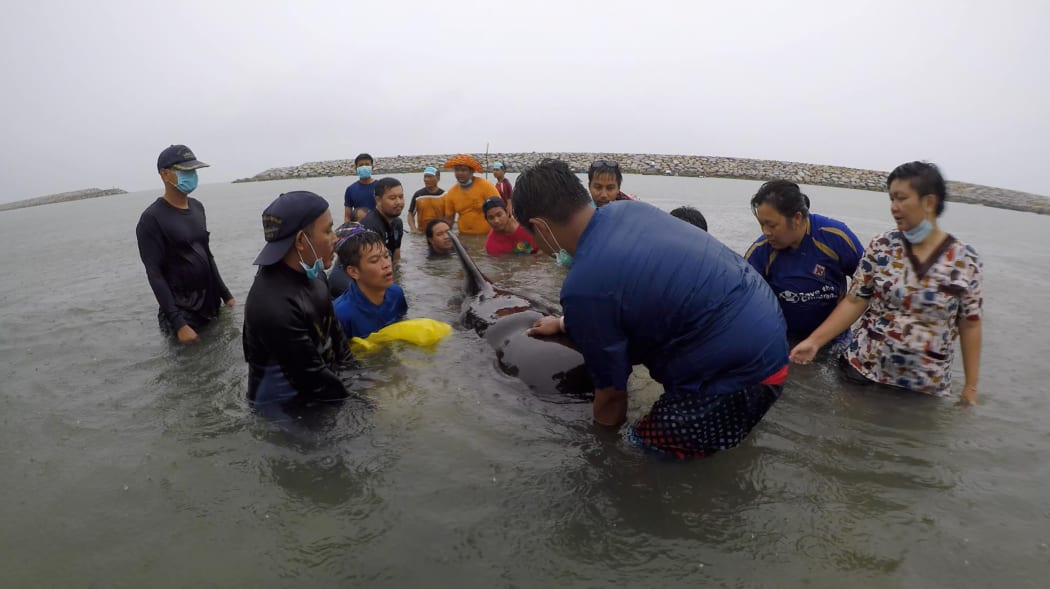 ThaiWhales volunteers and government marine veterinarians from Department of Marine and Coastal Resources rescuing a sick male pilot whale at sea in the coastal area of southern Thailand near the Malaysian border.